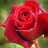 Rosine